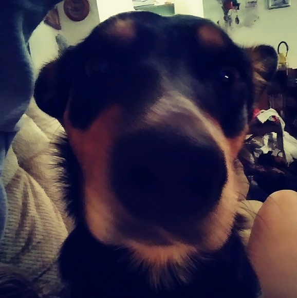 Meet your Posher, Steph - Picture 1 of 1